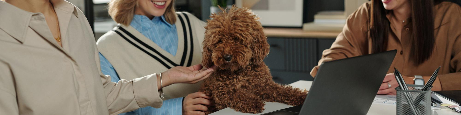 Dog and cat on suitcase