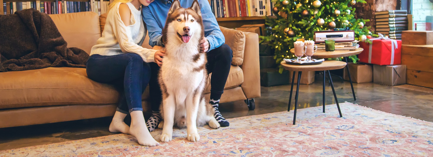 Dog and cat on suitcase